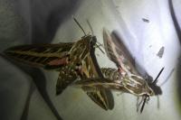 Hyles livornica