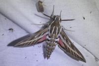 Hyles livornica