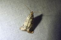 Euzophera lunulella
