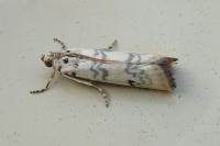 Euzophera lunulella