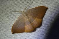 Watsonalla uncinula