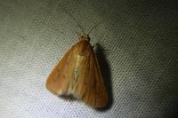 Achyra nudalis