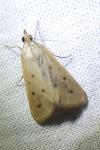 Achyra nudalis