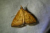Ecpyrrhorrhoe rubiginalis