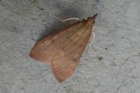 Uresiphita gilvata