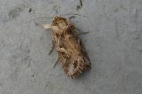 Spodoptera littoralis