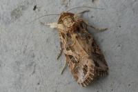 Spodoptera littoralis