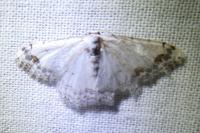 Scopula decorata
