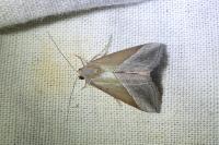 Hypena lividalis