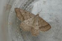 Isturgia murinaria