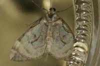 Dysstroma citrata