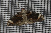 Dysstroma citrata
