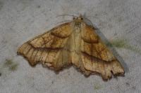 Ennomos quercinaria
