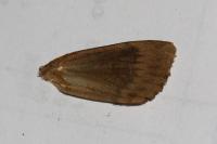 Amphipyra perflua