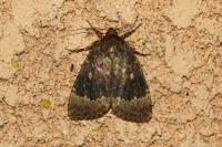 Amphipyra perflua