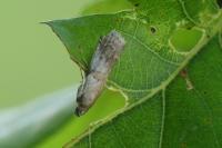 Acrobasis glaucella/fallouella