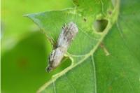 Acrobasis glaucella/fallouella