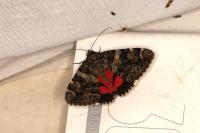 Catocala coniuncta