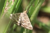 Pyrausta despicata
