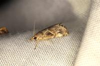 Euchromius cambridgei