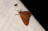 Orgyia antiqua