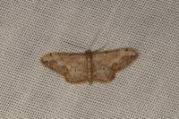 Idaea efflorata