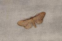 Idaea infirmaria