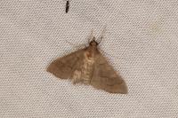 Mecyna asinalis