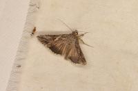 Trichoplusia ni