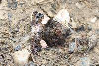 Tyta luctuosa