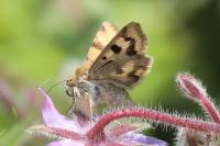 Heliothis viriplaca