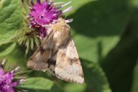 Heliothis viriplaca