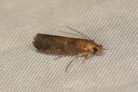 Uncinus obductellus