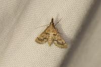 Metasia corsicalis