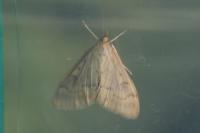 Ostrinia nubilalis