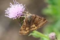 Euclidia glyphica