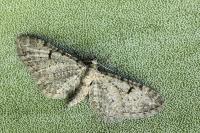 Eupithecia extraversaria