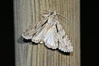 Acronicta psi/tridens