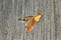 Agrotera nemoralis