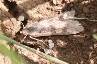Nomophila noctuella
