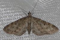 Eupithecia subfuscata
