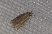 Crambus lathoniellus