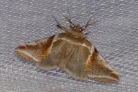 Habrosyne pyritoides