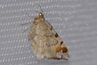 Macaria liturata