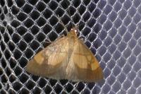 Evergestis limbata