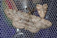 Hypomecis punctinalis