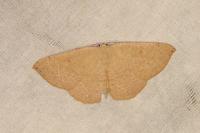 Cyclophora puppillaria