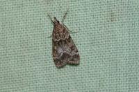 Eudonia mercurella