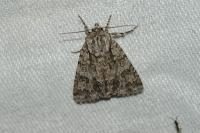 Acronicta auricoma