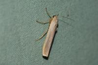 Eilema caniola